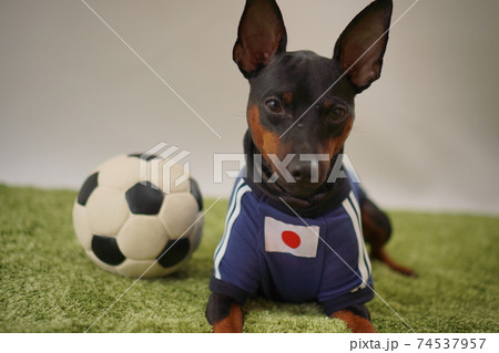 ミニチュアピンシャー 姉弟 サッカーユニフォーム 写真310 ミニチュアピンシャー 姉弟 サッカーユニフォーム 写真310 74537957