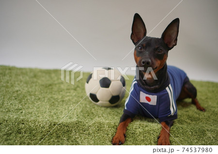 ミニチュアピンシャー 姉弟　サッカーユニフォーム　写真323 74537980