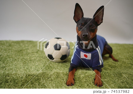 ミニチュアピンシャー 姉弟 サッカーユニフォーム 写真324 ミニチュアピンシャー 姉弟 サッカーユニフォーム 写真324 74537982