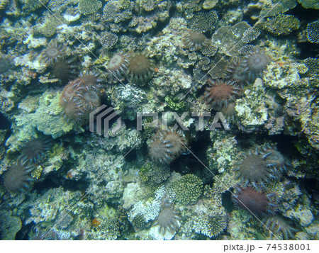 サンゴ礁に大発生したオニヒトデ サンゴ礁に大発生したオニヒトデ 74538001