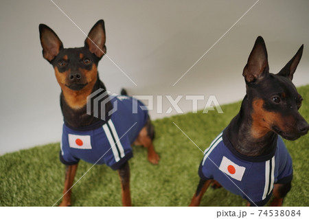 ミニチュアピンシャー 姉弟　サッカーユニフォーム　写真368 74538084