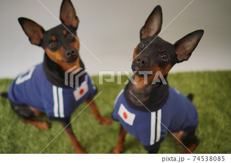 ミニチュアピンシャー 姉弟 サッカーユニフォーム 写真369 ミニチュアピンシャー 姉弟 サッカーユニフォーム 写真369 74538085