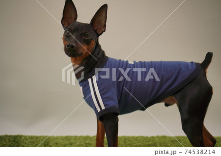 ミニチュアピンシャー 姉弟 サッカーユニフォーム 写真423 ミニチュアピンシャー 姉弟 サッカーユニフォーム 写真423 74538214