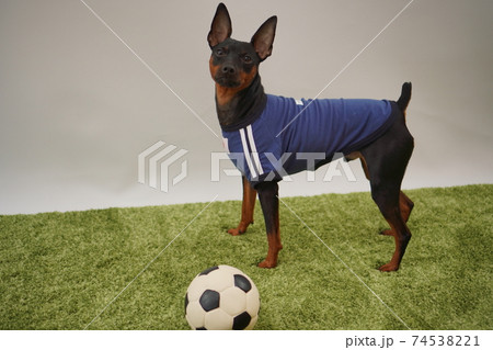 ミニチュアピンシャー 姉弟 サッカーユニフォーム 写真430 ミニチュアピンシャー 姉弟 サッカーユニフォーム 写真430 74538221