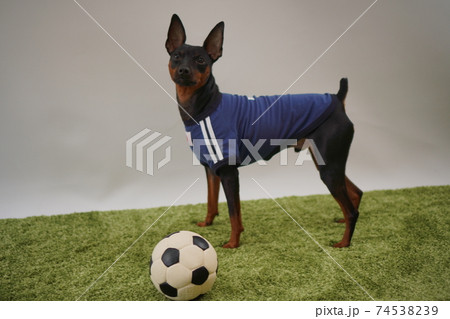 ミニチュアピンシャー 姉弟　サッカーユニフォーム　写真431 74538239