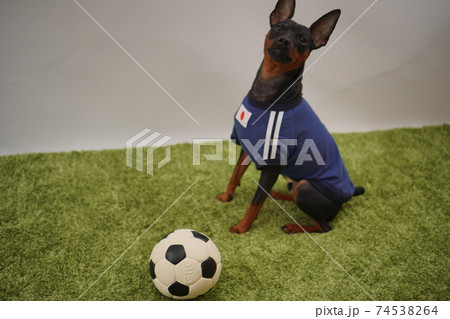 ミニチュアピンシャー 姉弟　サッカーユニフォーム　写真441 74538264