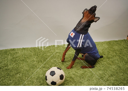 ミニチュアピンシャー 姉弟 サッカーユニフォーム 写真442 ミニチュアピンシャー 姉弟 サッカーユニフォーム 写真442 74538265