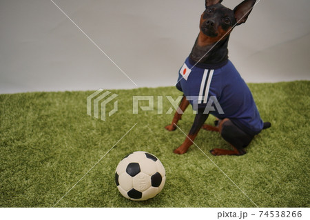 ミニチュアピンシャー 姉弟 サッカーユニフォーム 写真443 ミニチュアピンシャー 姉弟 サッカーユニフォーム 写真443 74538266