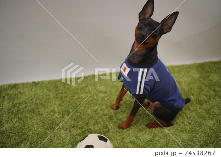 ミニチュアピンシャー 姉弟　サッカーユニフォーム　写真444 74538267
