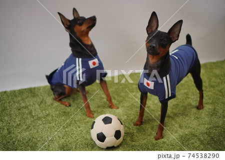 ミニチュアピンシャー 姉弟 サッカーユニフォーム 写真457 ミニチュアピンシャー 姉弟 サッカーユニフォーム 写真457 74538290