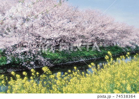 桜と菜の花の共演 和歌山市 大門川のイラスト素材