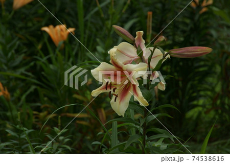 ユリ ユリ 74538616