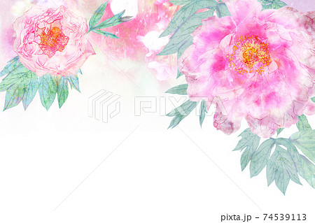 華やかな牡丹の日本画風手書きイラストのイラスト素材