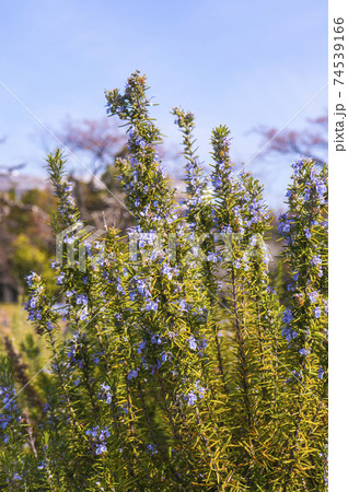 ローズマリーの花 74539166