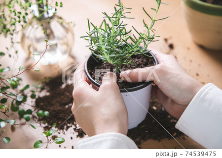 室内ガーデニング　ハーブの世話をする女性の手 74539475
