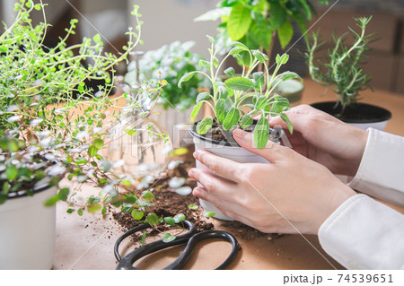 室内ガーデニング ハーブの世話をする女性の手 室内ガーデニング ハーブの世話をする女性の手 74539651