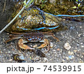 小川でタニシを食べる沢蟹 74539915
