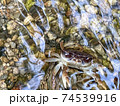 威嚇する沢蟹の写真 74539916
