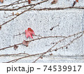 コンクリートの壁に付いた蔦植物の秋の最後の葉 74539917
