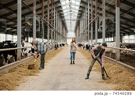 Father and son in workwear putting cattle feed by large paddocks with livestock Father and son in workwear putting cattle feed by large paddocks with livestock 74540289