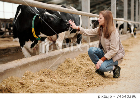 Young female worker of large animal farm sitting on squats by paddock with cows Young female worker of large animal farm sitting on squats by paddock with cows 74540296