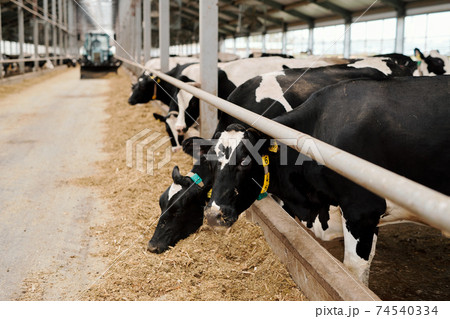 Row of black-and-white cows standing by edge of large paddock inside animal farm 74540334