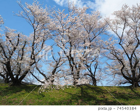 京都八幡市背割桜の風景 74540384