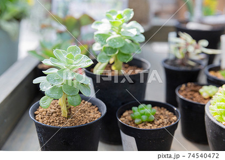 ミニポット入りの多肉植物の鉢植えディスプレイの写真素材