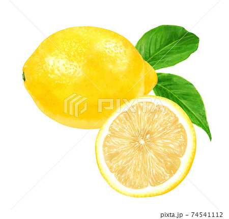 レモンの1つと半分のリアルなイラスト 葉っぱつきのイラスト素材