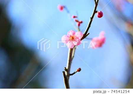 ウメの花　道知辺 74541254