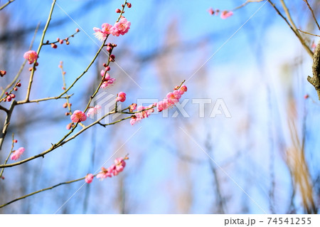 ウメの花　道知辺 74541255