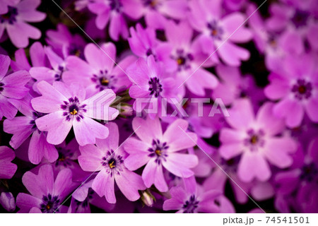 花 万 ピンク 74541501