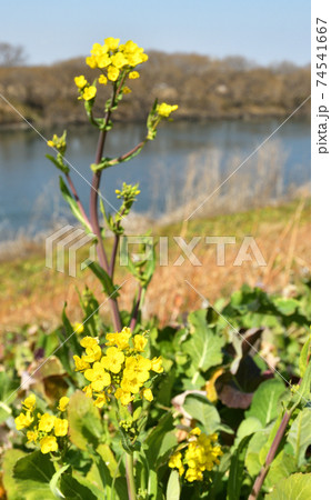 流山散歩：流山市内を流れる江戸川 74541667
