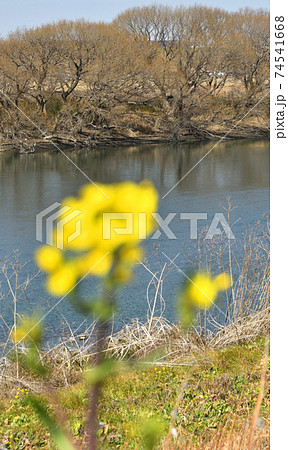 流山散歩：流山市内を流れる江戸川 74541668