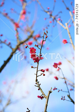 ウメの花 一重寒紅 ウメの花 一重寒紅 74541729