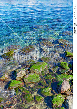 静岡県沼津市西浦の海岸 岩海苔 静岡県沼津市西浦の海岸 岩海苔 74542479