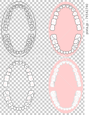正しいきれいな歯並びを上から見た図セット 74542740
