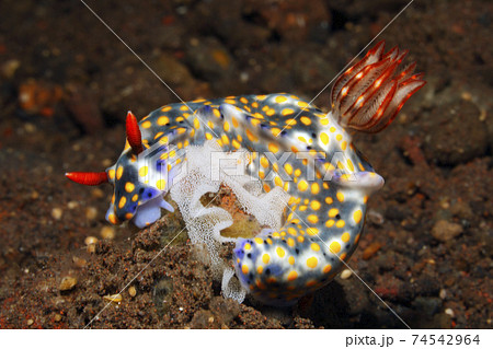 Nudibranch, Hypselodoris roo Nudibranch, Hypselodoris roo 74542964