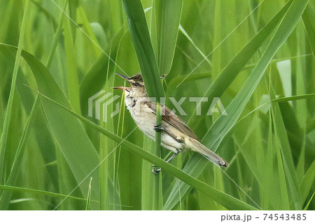 オオヨシキリ オオヨシキリ 74543485