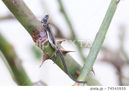 モズの早贄にされたトカゲ モズの早贄にされたトカゲ 74543930