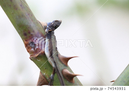 モズの早贄にされたトカゲ モズの早贄にされたトカゲ 74543931