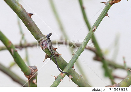 モズの早贄にされたトカゲ モズの早贄にされたトカゲ 74543938