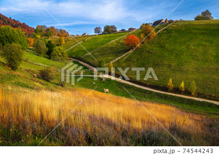 Autumn rural scenery with grazing cows and colorful deciduous trees 74544243
