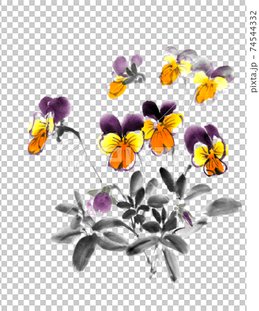 Pansy Pansy 74544332
