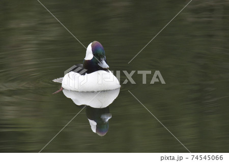 ヒメハジロが池で泳ぐ様子 ウエスト バンク-バ- ブリティッシュコロンビア カナダ ヒメハジロが池で泳ぐ様子 ウエスト バンク-バ- ブリティッシュコロンビア カナダ 74545066