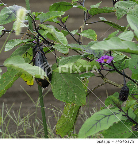 無農薬野菜 無農薬野菜 74545378