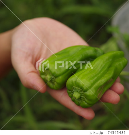 無農薬野菜 74545485