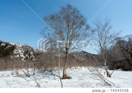 雪解けが進む木々の周りと遠くに見える雪山の写真素材