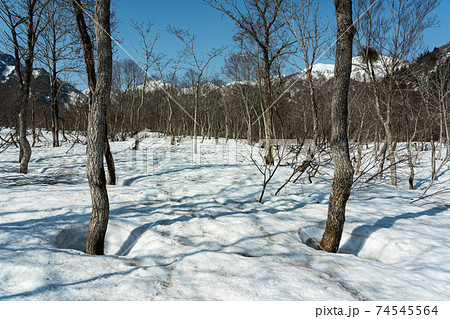 木々の周りの雪解けが進むの写真素材