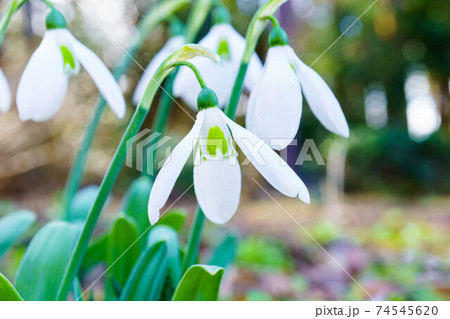 スノードロップ スノードロップ 74545620